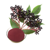 Bubuk Ekstrak Elderberry Hitam Anthocyanidiins