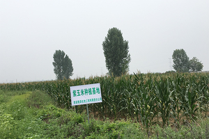Pada tahun 2015,-perusahaan-secara aktif menanggapi-kebijakan-pengentasan-kemiskinan-bertarget-nasional-dan-bekerjasama-dengan-petani-lokal-di-Jilin-untuk-membangun-blueberry-dan-ungu -pangkalan-produksi-jagung.2