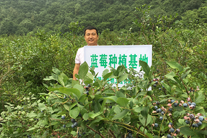 Pada tahun 2015,-perusahaan-secara aktif menanggapi-kebijakan-pengentasan-kemiskinan-bertarget-nasional-dan-bekerjasama-dengan-petani-lokal-di-Jilin-untuk-membangun-blueberry-dan-ungu -pangkalan-produksi-jagung.